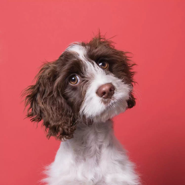 Harmon The Rescue Puppy by Sophie Gamand wall art