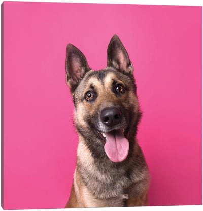 Henry The Rescue Dog Canvas Art Print - German Shepherd Art