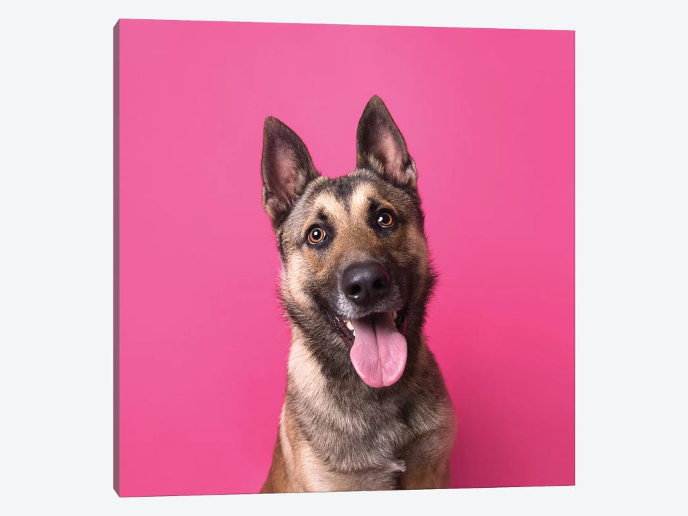 Henry The Rescue Dog by Sophie Gamand 1-piece Canvas Artwork
