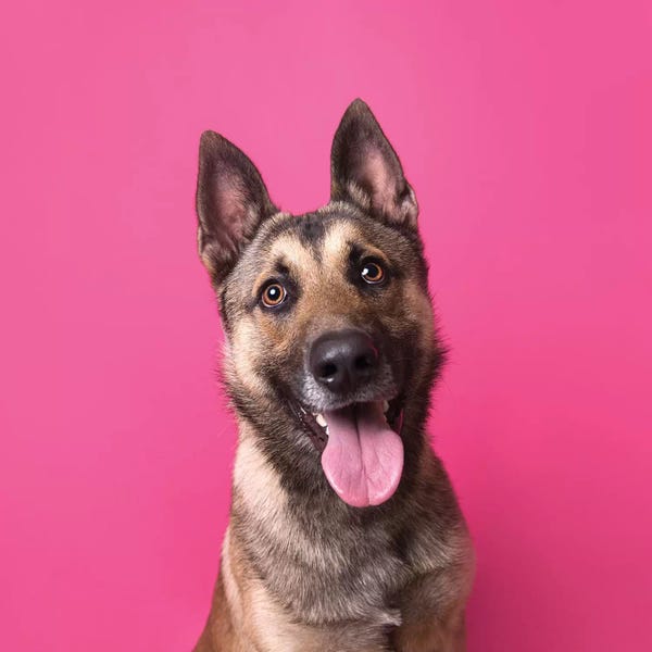 Rescue Dogs: Henry The Rescue Dog by Sophie Gamand