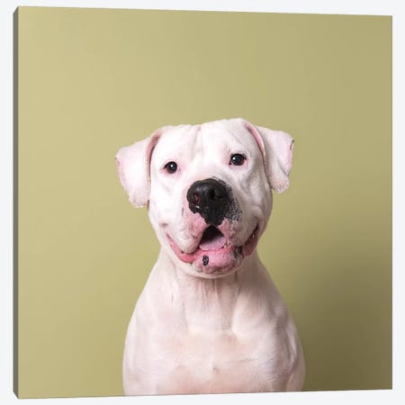 Hercules The Rescue Dog Canvas Print #SGM53} by Sophie Gamand Canvas Wall Art