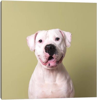 Hercules The Rescue Dog Canvas Art Print - American Bulldogs