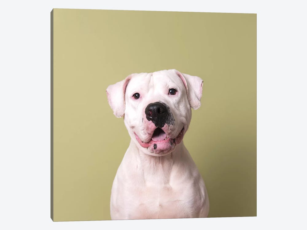Hercules The Rescue Dog by Sophie Gamand 1-piece Canvas Print