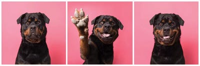 High Five! Bo The Rescue Dog by Sophie Gamand multi panel art