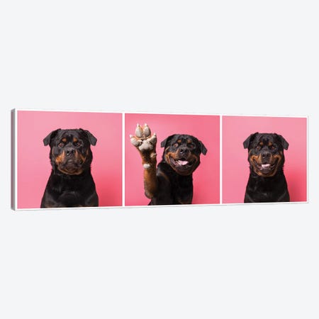 High Five! Bo The Rescue Dog Canvas Print #SGM54} by Sophie Gamand Canvas Art Print