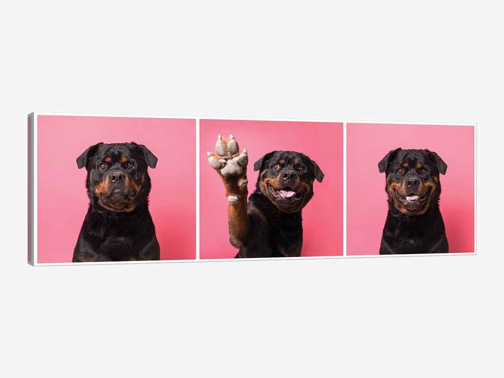 High Five! Bo The Rescue Dog by Sophie Gamand 1-piece Canvas Art