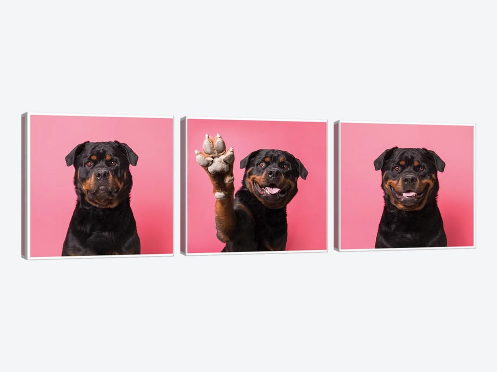 High Five! Bo The Rescue Dog by Sophie Gamand 3-piece Canvas Wall Art