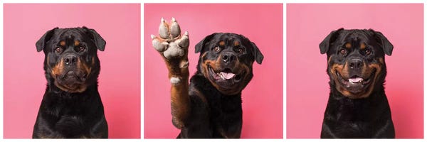 Rottweilers: High Five! Bo The Rescue Dog by Sophie Gamand