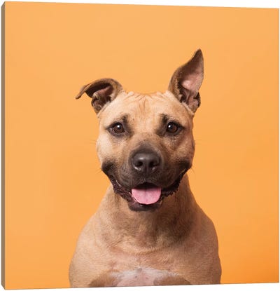 Jack The Rescue Dog Canvas Art Print - Dog Photography