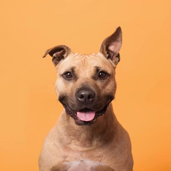 Rescue Dogs: Jack The Rescue Dog by Sophie Gamand