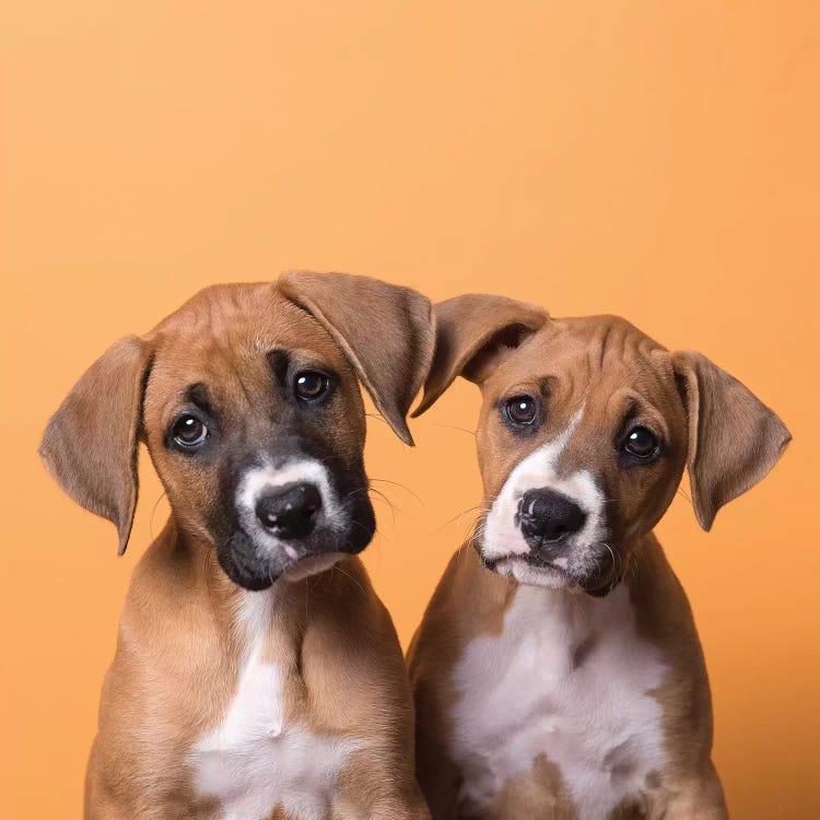 Jane And Tinkerbell The Rescue Puppies by Sophie Gamand wall art