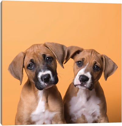 Jane And Tinkerbell The Rescue Puppies Canvas Art Print - Rescue Dog Art