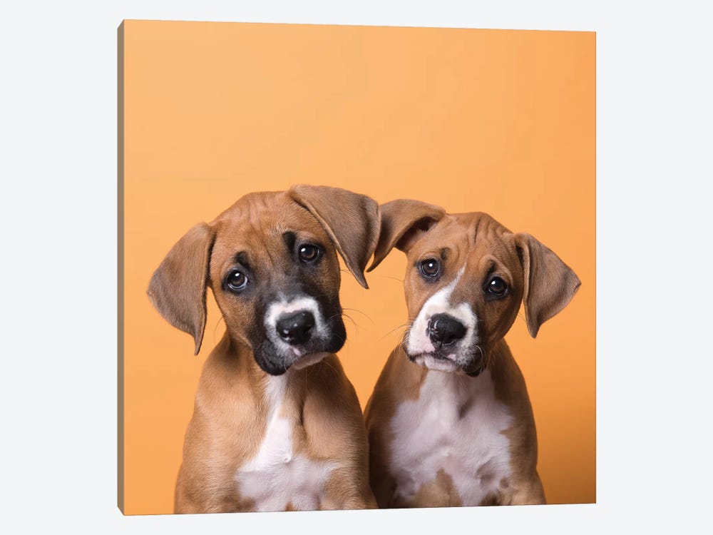 Jane And Tinkerbell The Rescue Puppies by Sophie Gamand 1-piece Canvas Artwork