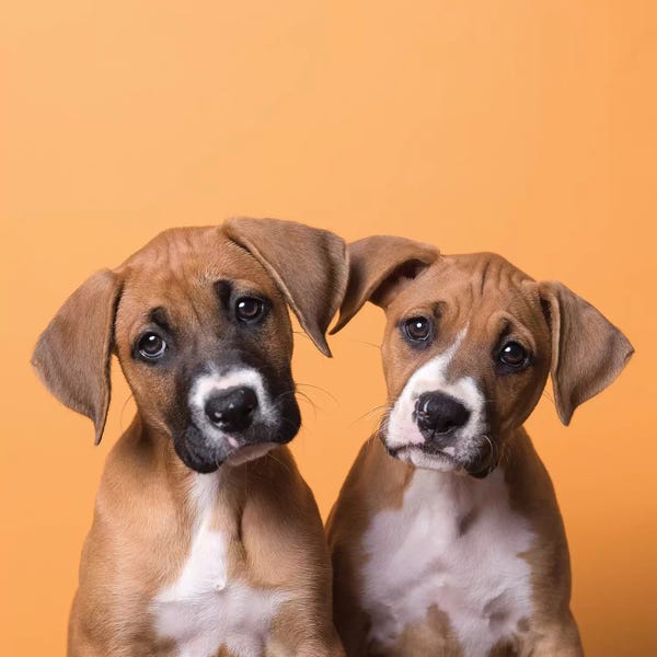 Mutts: Jane And Tinkerbell I The Rescue Puppies by Sophie Gamand