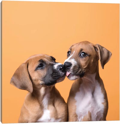 Jane And Tinkerbell The Rescue Puppies, Kissing Canvas Art Print - Dog Photography