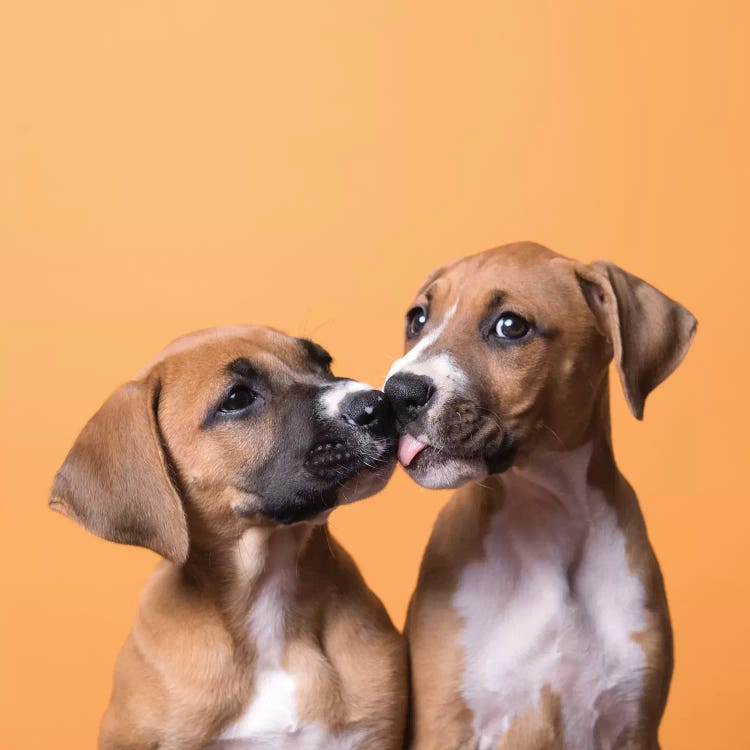 Jane And Tinkerbell The Rescue Puppies, Kissing by Sophie Gamand wall art