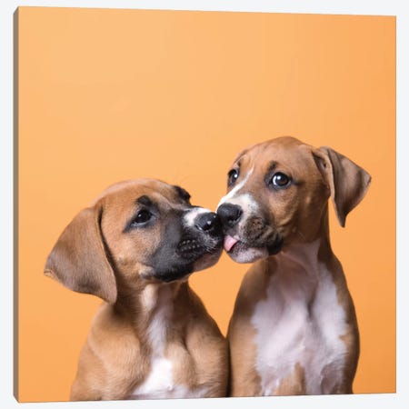 Jane And Tinkerbell The Rescue Puppies, Kissing Canvas Print #SGM57} by Sophie Gamand Canvas Print