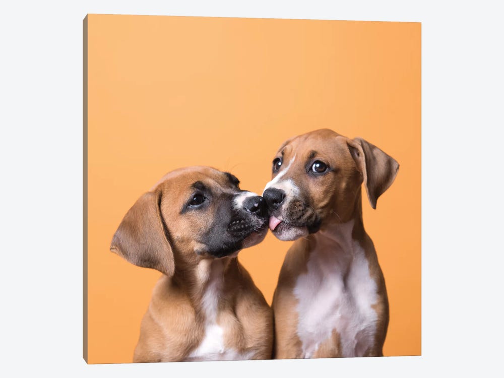 Jane And Tinkerbell The Rescue Puppies, Kissing by Sophie Gamand 1-piece Canvas Art Print