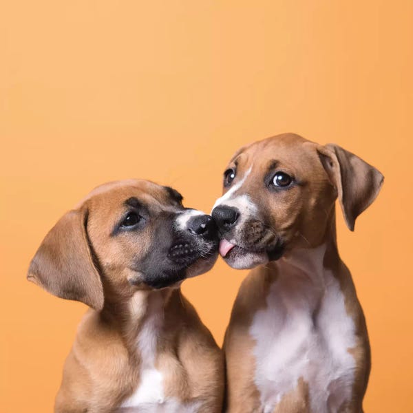 Mutts: Jane And Tinkerbell II The Rescue Puppies, Kissing by Sophie Gamand