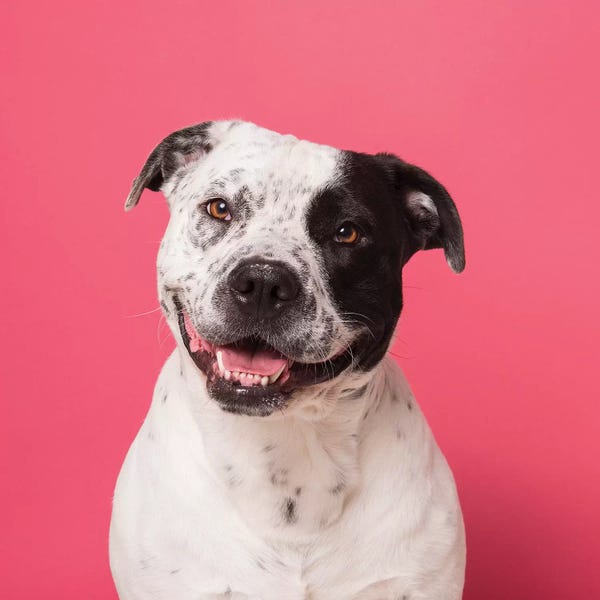 American Staffordshire Terriers: Kane The Rescue Dog by Sophie Gamand