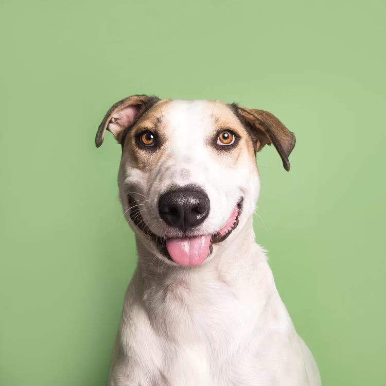 Kane The Rescue Dog by Sophie Gamand wall art