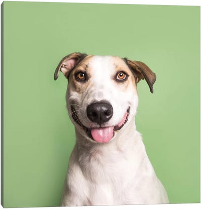 Kane The Rescue Dog Canvas Art Print - American Pit Bull Terriers