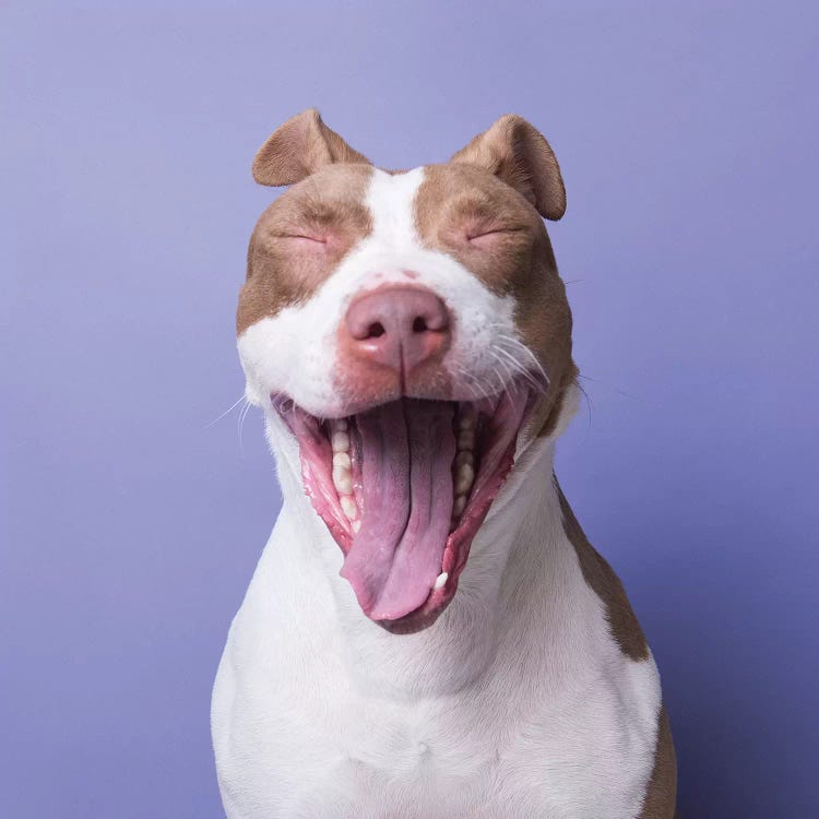 Annie The Rescue Dog Yawns