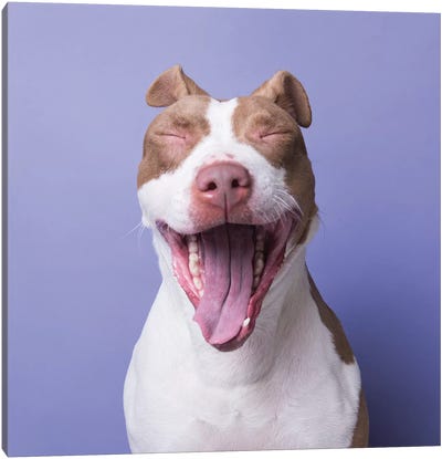 Annie The Rescue Dog Yawns Canvas Art Print - American Pit Bull Terriers