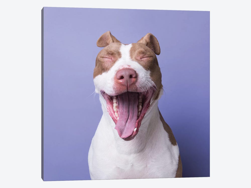 Annie The Rescue Dog Yawns by Sophie Gamand 1-piece Canvas Artwork