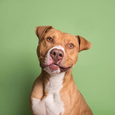 Apollo The Rescue Dog by Sophie Gamand art print