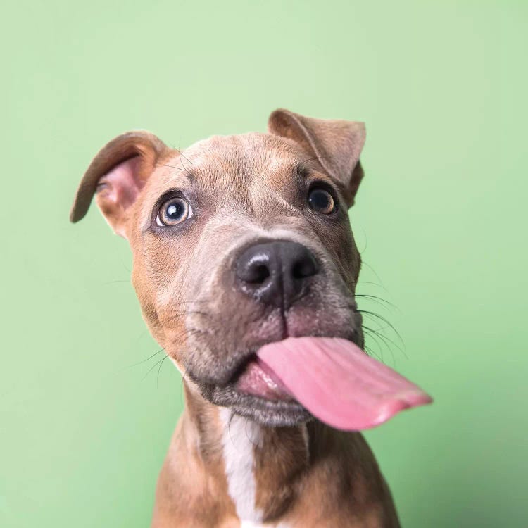 Kyla The Rescue Puppy by Sophie Gamand wall art