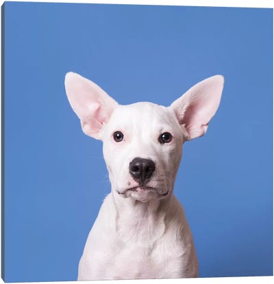 Laila The Rescue Puppy Canvas Art Print - Rescue Dog Art