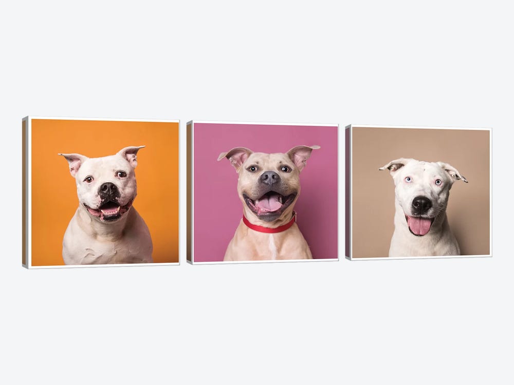 Laughing Rescue Dogs: Patton, Bullet And Ariel by Sophie Gamand 3-piece Canvas Art Print