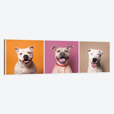 Laughing Rescue Dogs: Patton, Bullet And Ariel Canvas Print #SGM62} by Sophie Gamand Canvas Art Print