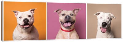 Laughing Rescue Dogs: Patton, Bullet And Ariel Canvas Art Print - American Pit Bull Terriers