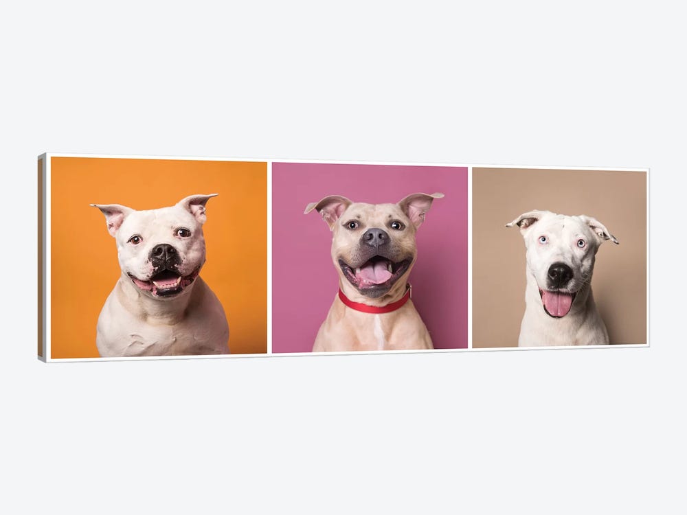 Laughing Rescue Dogs: Patton, Bullet And Ariel by Sophie Gamand 1-piece Art Print