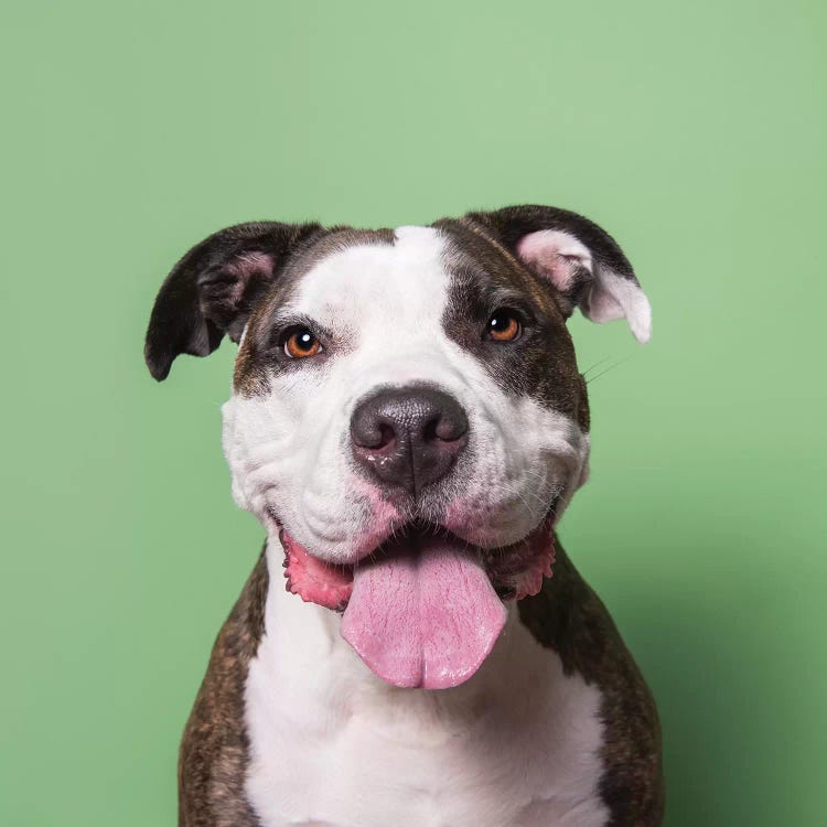Louie The Rescue Dog by Sophie Gamand wall art
