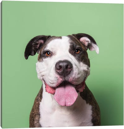 Louie The Rescue Dog Canvas Art Print - Pit Bull Art