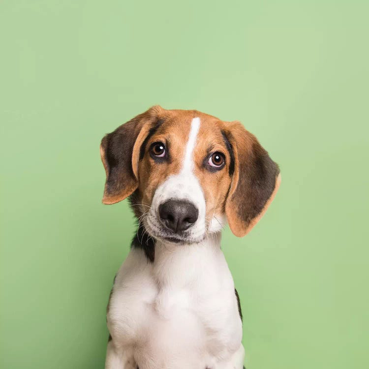 Marshall The Rescue Puppy by Sophie Gamand wall art
