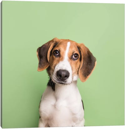 Marshall The Rescue Puppy Canvas Art Print - Beagle Art