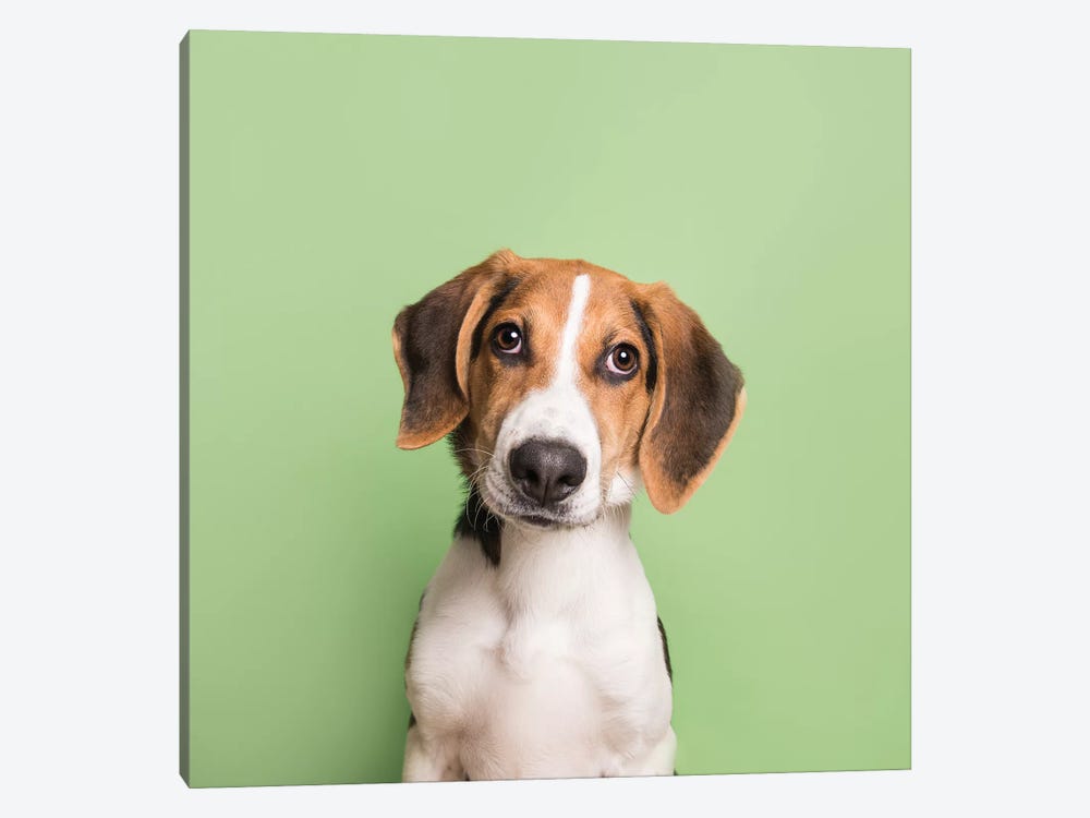 Marshall The Rescue Puppy by Sophie Gamand 1-piece Canvas Print