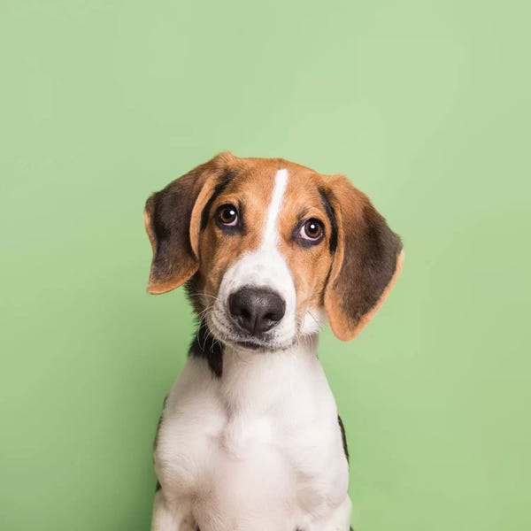 Beagles: Marshall The Rescue Puppy by Sophie Gamand