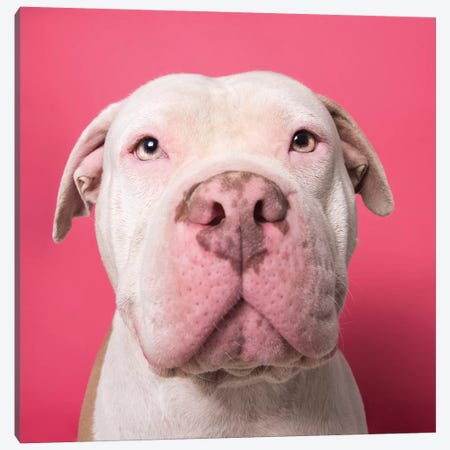 Nico The Rescue Dog Canvas Print #SGM65} by Sophie Gamand Canvas Artwork