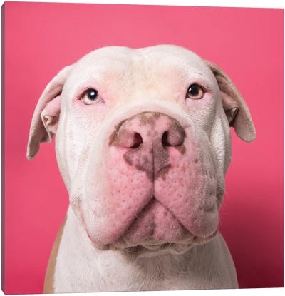 Nico The Rescue Dog Canvas Art Print - American Bulldogs