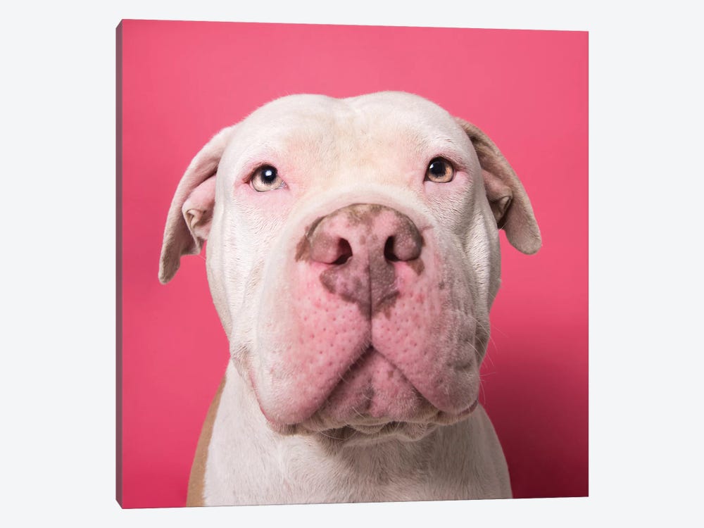 Nico The Rescue Dog by Sophie Gamand 1-piece Canvas Wall Art