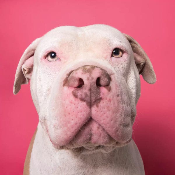 American Bulldogs: Nico The Rescue Dog by Sophie Gamand