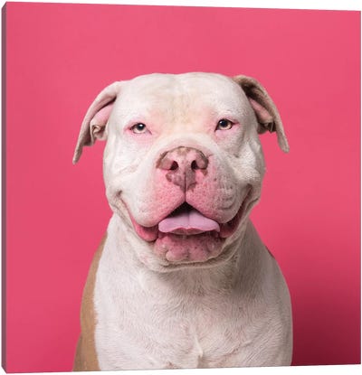 Nico The Rescue Dog, Giggles Canvas Art Print - Rescue Dog Art