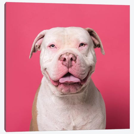 Nico The Rescue Dog, Giggles Canvas Print #SGM66} by Sophie Gamand Canvas Art