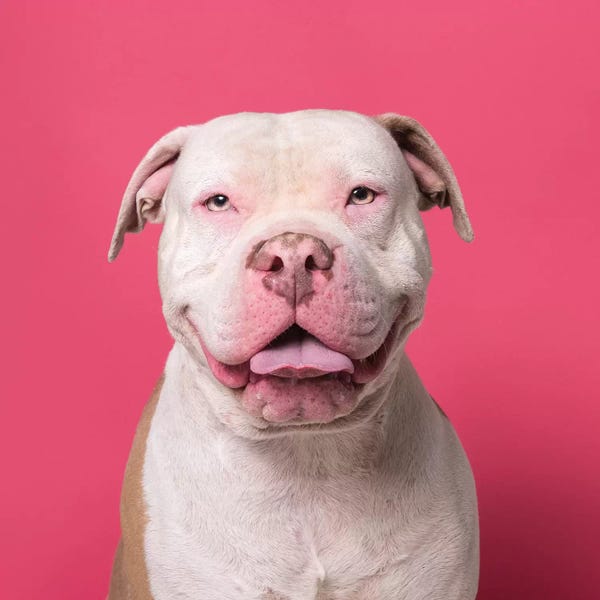 Rescue Dogs: Nico The Rescue Dog, Giggles by Sophie Gamand