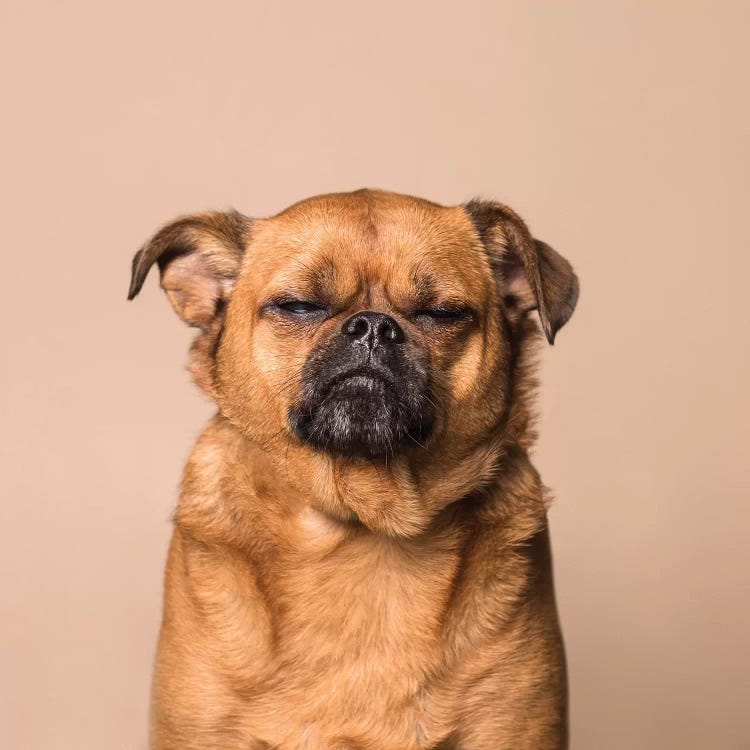 Noodles The Rescue Dog by Sophie Gamand wall art